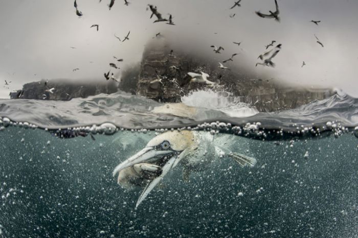 Gannets Diving For Fish In The Shetland Isles