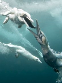 Gannets Diving For Fish In The Shetland Isles