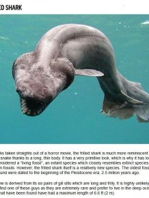 10 Strange Sharks You Didn't Know Were In The Ocean