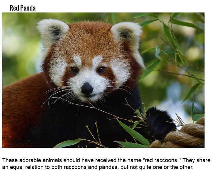 These Animals Have Very Misleading Names