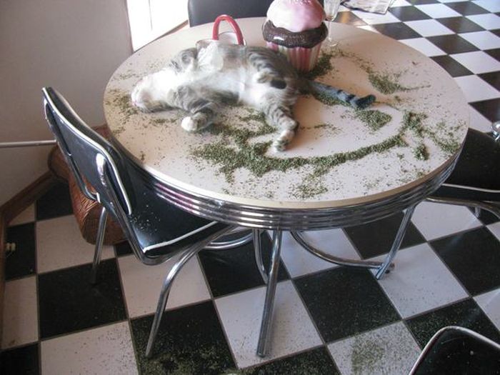 These Cats Are Completely Wasted Off Of Catnip