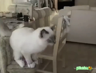 Daily GIFs Mix, part 569
