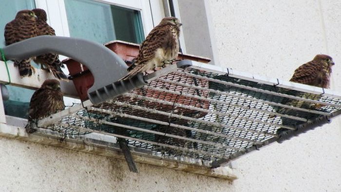 A Falcon Outside The Window
