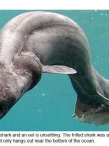 12 Extremely Old And Terrifying Animals