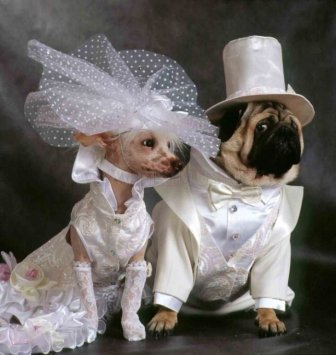 Cutest Animal Wedding Photos 