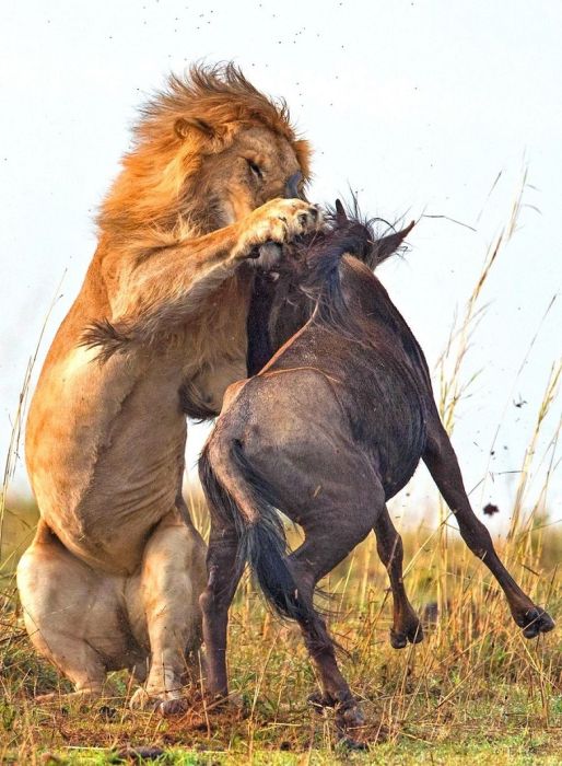 Lion Hunts A Wildebeast