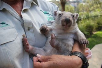 Orphaned Wombat Finds A New Home