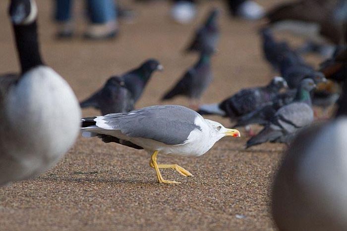 Seagulls Kill Pigeons For Lunch