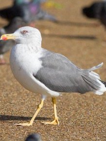 Seagulls Kill Pigeons For Lunch