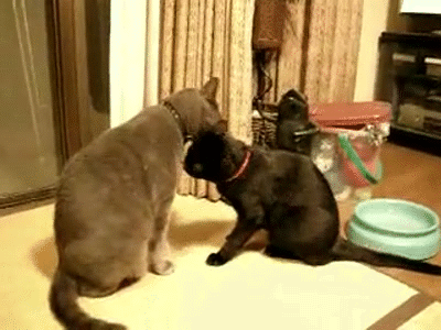Daily GIFs Mix, part 575