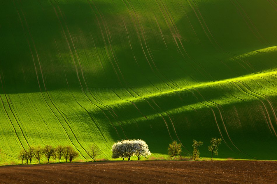 Green fields