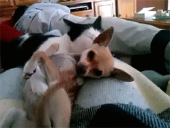 Daily GIFs Mix, part 576
