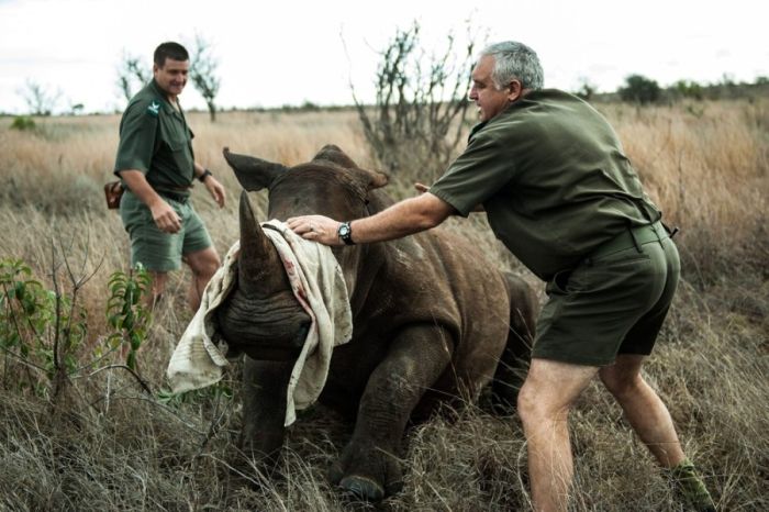South African Rhino Gets Rescued