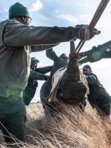 South African Rhino Gets Rescued