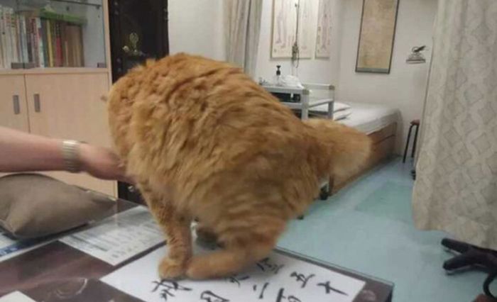 Chinese Clinic Has A Special Helper To Calm People Down