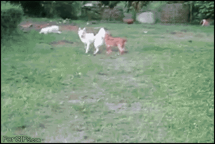 Daily GIFs Mix, part 583