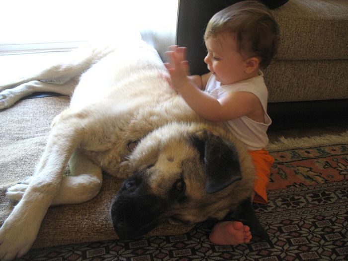 Big Dogs and Little Kids