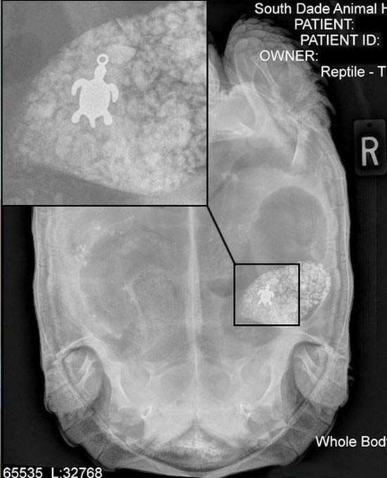 X-ray of a Tortoise That Swallowed a Turtle Pendant