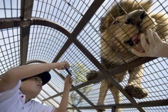 How To Get Up Close And Personal With Lions
