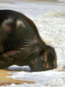 This Baby Elephant On The Beach Will Make Your Day
