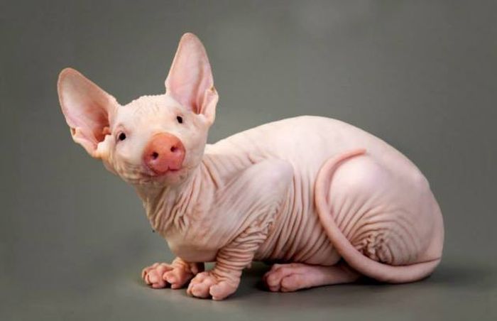 Hybrid Animals You Wish Really Existed
