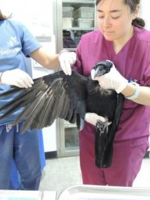 Injured Raven Gets A Feather Transplant