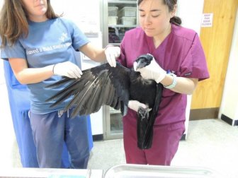 Injured Raven Gets A Feather Transplant