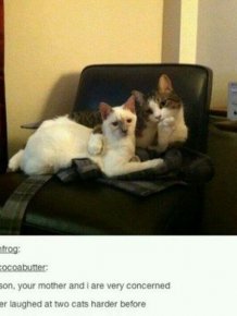 Times That Tumblr Captured The Best Cat Moments
