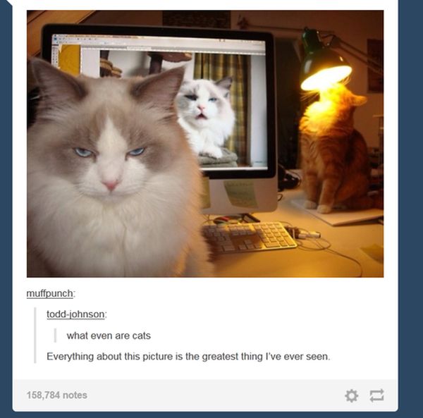 Times That Tumblr Captured The Best Cat Moments