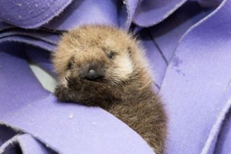 Time For The Otter To Learn How To Swim