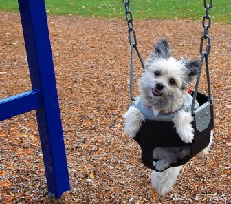 Cute swinging Dogs 