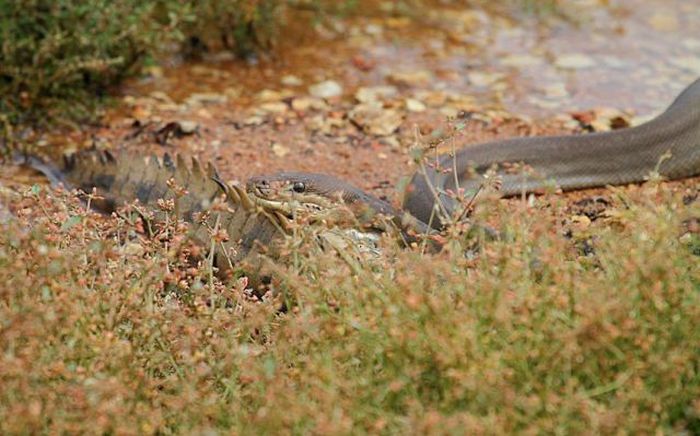 Giant Snake Fights A Crocodile Then Eats It