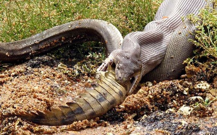 Giant Snake Fights A Crocodile Then Eats It
