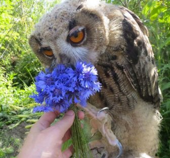 This Owl Does Not Like Having His Photo Taken