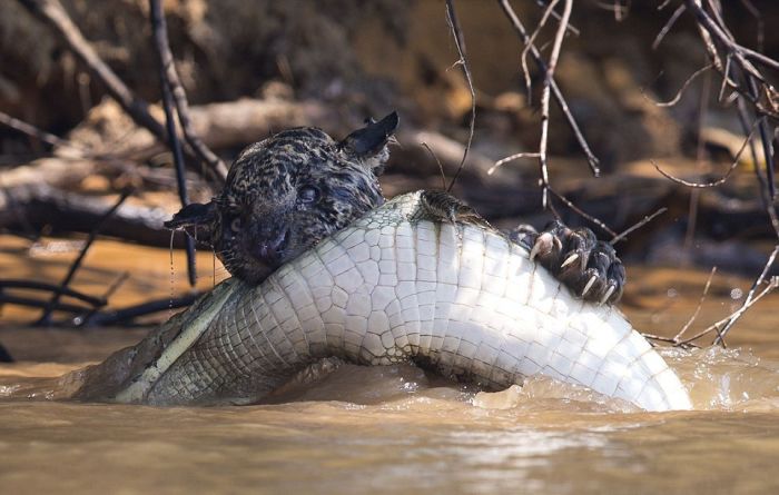 Jaguar Takes On A Crocodile In Epic Battle