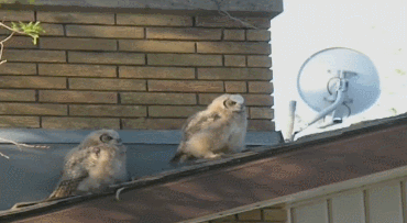 Daily GIFs Mix, part 593