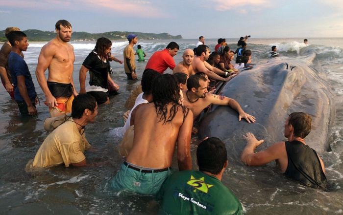 50 People Try To Save A Beached Whale