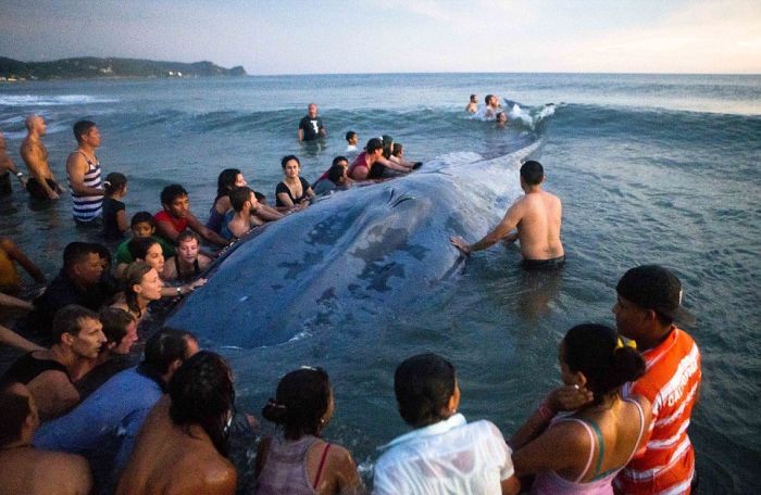 50 People Try To Save A Beached Whale
