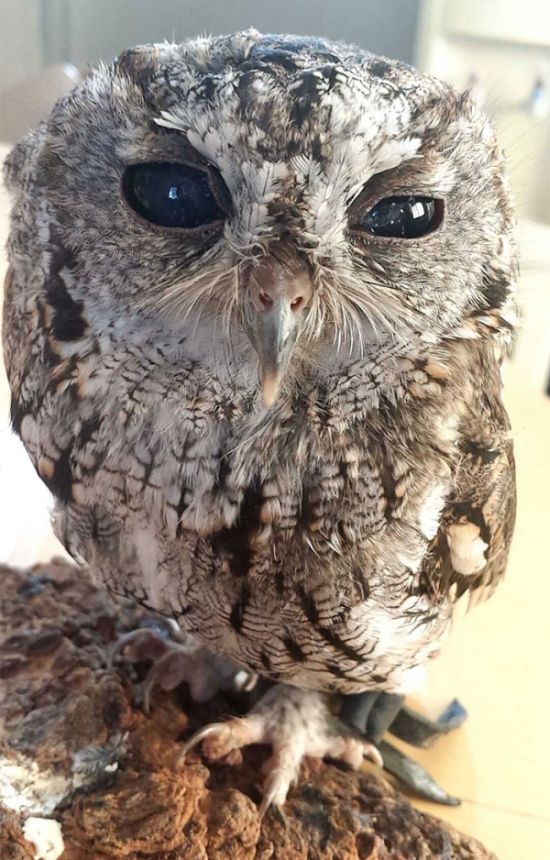This Owl Has Stars In His Eyes