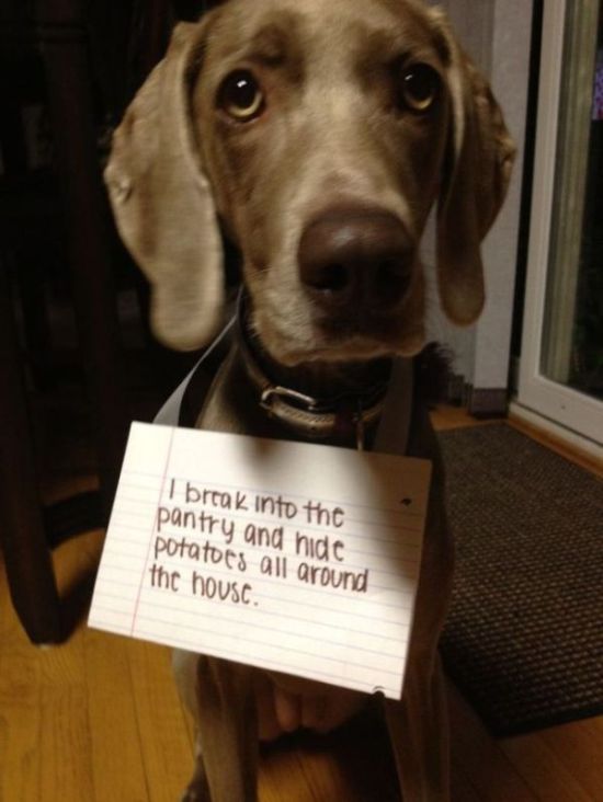 Dog Shaming Is Always Hilarious