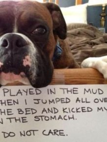 Dog Shaming Is Always Hilarious