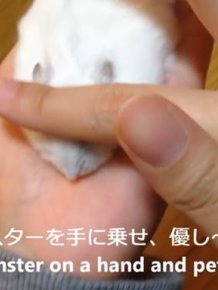 How to Make a Thin Hamster