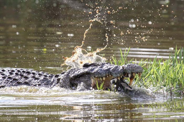 Escape From a Crocodile