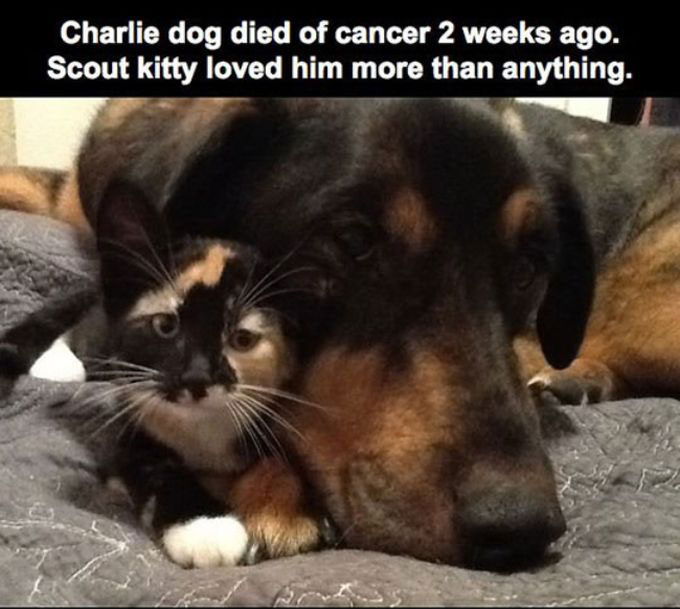 This Cat Lost Its Best Friend