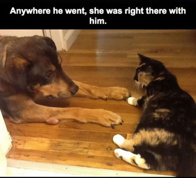 This Cat Lost Its Best Friend