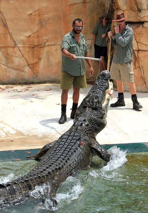 These Brave Men Came Face To Face With Crocodiles