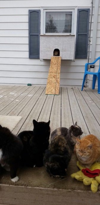 This Dad Gave Stray Cats A Place To Go On Thanksgiving