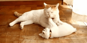Daily GIFs Mix, part 603