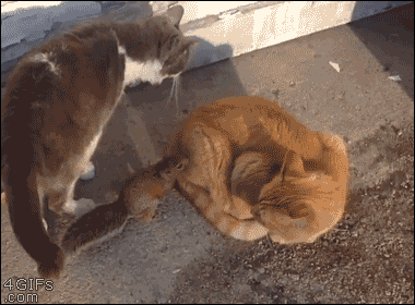 Daily GIFs Mix, part 603