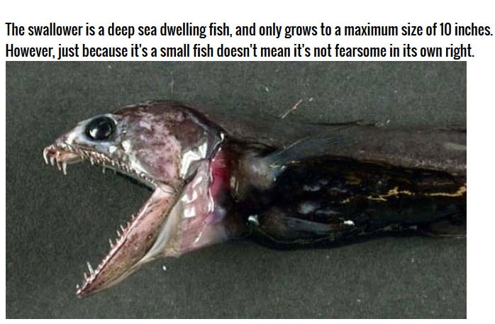 This Deep Sea Catch Is Very Impressive